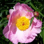 Peony in Ellwanger Garden