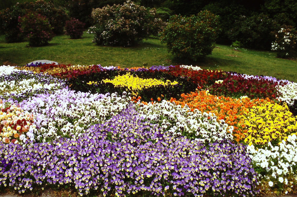 2016 Special Citation Award recipient, Rochester Garden Club, recently restored the Highland Park Pansy Bed.